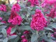 Zwergschmetterlingsflieder in tiefrote Blütenstrauch mit Knospen und Laubblättern