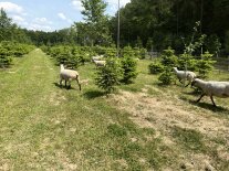 Shropshire-Schafe in der Christbaumkultur