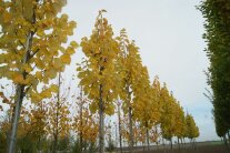 Auf der Plantage stehen Bäume mit gleichmäßiger Baumkrone
