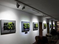 Die Pflanzenbilder sind mit dunkel und hellaubigen Pflanzen in Reihe an einer Wand aufgehängt