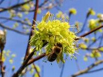 Eine Honigbiene sammelt Pollen auf eine Blüte des Zimt-Ahorns.