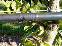 Ein Wassertropfen tropft aus einem Bewässerungsschlauch an einem Baum im Obstbau