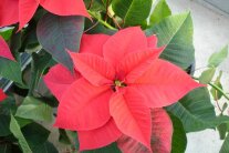 Rote Poinsettien-Blütenblätter mit Cyathien in der Mitte und Laubblättern