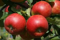 Rote Äpfel der Sorte Titan mit Laubblättern hängen am Ast.