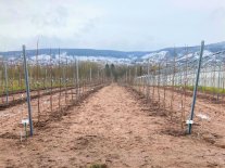 Obstanlagen mit Pflanzen am Spalier befestigt, Hintergrund Wald mit Schnee bedeckt unter bewölktem Himmel