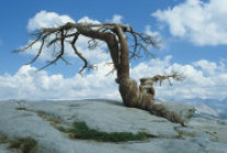 Baum auf einem Felsen