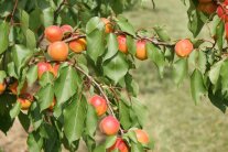 Aprikosenfrüchte mit gelb bis orange färbenden Bäckchen hängen am Ast mit grünen Blättern
