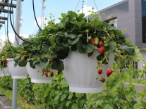Teilweise reife Erdbeeren mit weißen Blüten und grünen Blättern in Ampel auf der Schaufläche