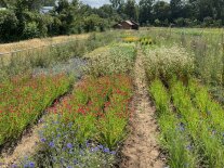 Das Versuchsfeld mit bunten blühenden Blumen.