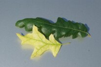 Zwei verschiedene Laubblätter liegen übereinander auf dem Tisch zum Vergleichen der Lappen