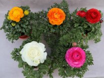 Fünf Ranunkelpflanzen mit verschiedene Blütenfarbe und grünen Laubblättern