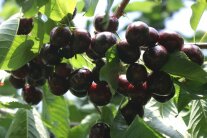 Reife rote Kirschen mit Laubblättern hängen am Ast.