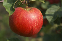 Bayernapfel Roter Aloisius