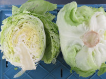 Ein aufgeschnittener und ganzer Salat auf einer blauen Kiste
