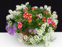Pflanzen in einem Topf mit Blüten in Weiß, Violett und Rot-gelb gesternt