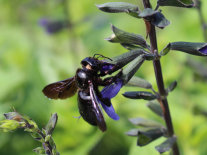Eine Biene an blau-färbende Blütenständen