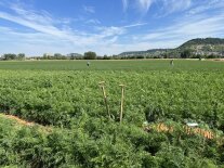 Mitarbeiter ernten Möhren auf dem Feld. Möhrengrün sprießt aus dem Feld davor zwei Schaufeln.