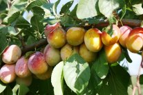 'Aprimira', die "Aprikosenmirabelle"