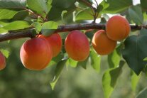Aprikosen mit rot gefärbt auf orange-gelben Grund und Laubblättern hängen am Ast.