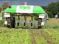 Auf einem Feld fährt der Roboter Oz zwischen zwei Reihen Parcours.