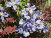 Rankend wachsende glockenförmige Blüten mit Laubblättern und roten Heckenberberitze