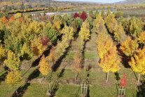 Luftbild Bäume mit herbstlicher Laubverfärbung auf der Plantage