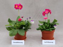 Zwei Pflanztöpfe mit bunten Blumen und Laubblätter stehen nebeneinander zum Vergleichen des Wachstums davor Schilder