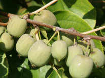 Auf einem Ast hängen reife Kiwibeeren und grünen Blättern