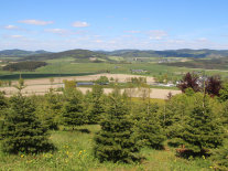 Christbaumplantage mit gepflanzten Tannenbäumen, Hintergrund Wald, Dorf, Straßenlaterne und bewölkter Himmel