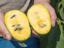 Hände halten eine reife aufgeschnittene Indianerbanane