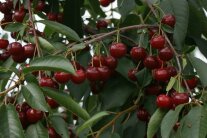 Reife rot-braune Kirschen und Laubblättern hängen am Ast.