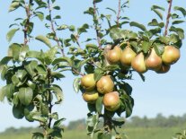 Säulenförmigen Bäume mit gelb-roten Birnen am Ast.