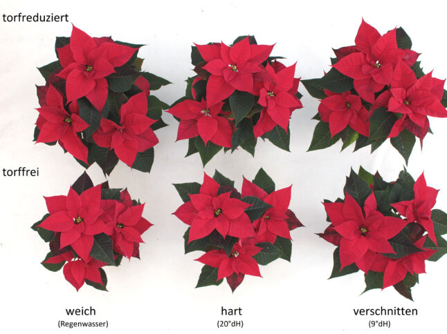 Sechs rote Poinsettien-Blüten mit grünen Laubblättern in verschiedener Durchmessergröße