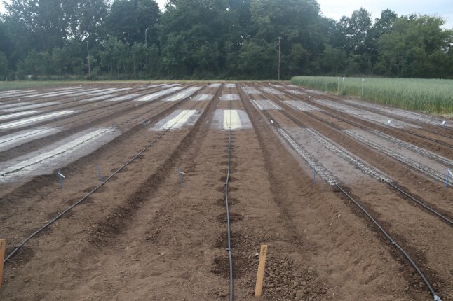 Ein Feld mit verschiedenen Parzellen, teilweise mit dem Optimulchmaterial benetzt.