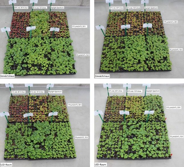 Vier dargestellte Bilder, sechs Anzuchtplatten mit Jungpflanzen auf Boden mit Beschriftungen.