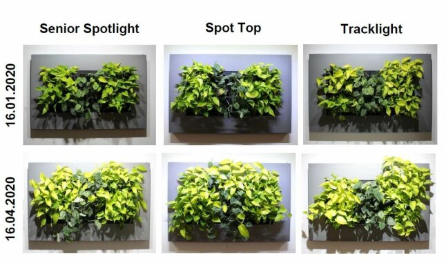 Sechs geteilte Abbildung mit dem Wachstum der Pflanzen unter Belichtung