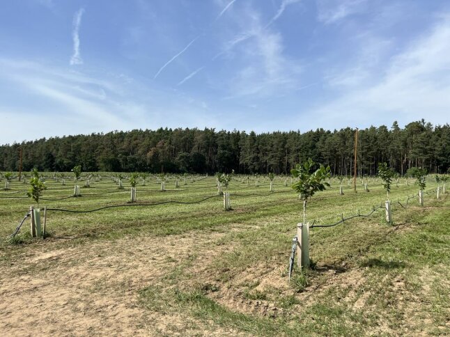 Im Frühjahr 2023 gepflanzte Haselnussanlage