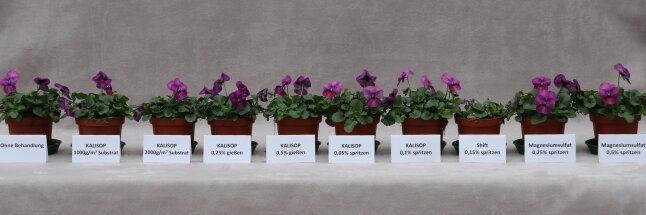 Zehn Töpfe mit lila blühenden Violen stehen nebeneinander zum Vergleichen des Wachstums