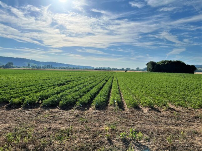 Ein Möhrenfeld unter sonnigem Himmel