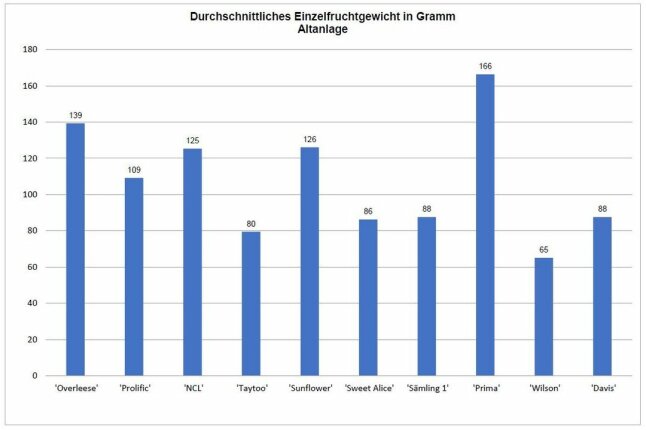 Säulendiagramm mit dem durchschnittlichen Einzelfruchtgewicht in Gramm.