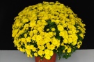 Chrysanthemen 'Kilui' (Kientzler)