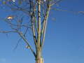 Baum mit steilen Ästen und ein paar Blätter hängen am Ast unter blauem Himmel