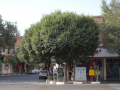 Drei Bäume stehen auf einen Straßenweg in der Kurve, Hintergrund hinter den Zebrastreifen parken Autos und drumherum verschiedene Einkaufsladen