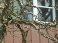 Korkleisten am Baum, Hintergrund ein Haus mit altrosa färbende Holzbalken am Haus und Fenster