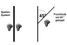 Die Abbildung zeigt ein Spaliersystem, bei dem die Fruchtrute um 45 Prozent gekippt ist