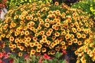 Calibrachoa 'MiniFamous Apricot & Eye evol.' (Selecta Klemm)