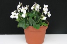 Viola odorata 'Bridewhite' (23 CC)