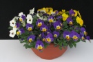 Kombination aus weißen, violetten und gelben Blumen im Topf
