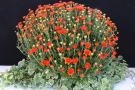 Chrysanthemen 'Nouba orange' + Glechoma hederacea variegata