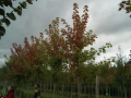 Auf einem Versuchsfeld stehen Bäume mit grün und rot färbend Blätter auf dem Ast in der Reihe, davor stehen eine Frau und ein Mann